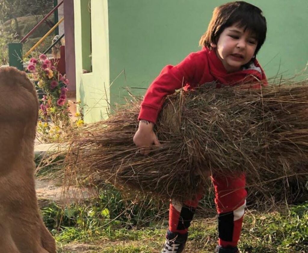 Star Kid Timur seen foddering cow on his fourth birthday