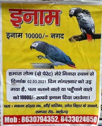 The person who gives the address of the missing parrot will get a reward of 10 thousand, what is the matter