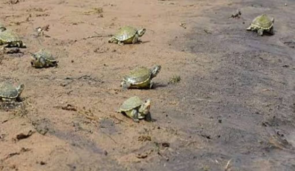 There was a stir in the forest department on the information of hunting of turtles from the pond, the investigation of the case started