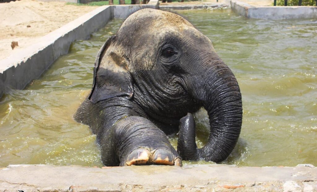 Elephants are enjoying swimming pool here in the scorching heat, see photos