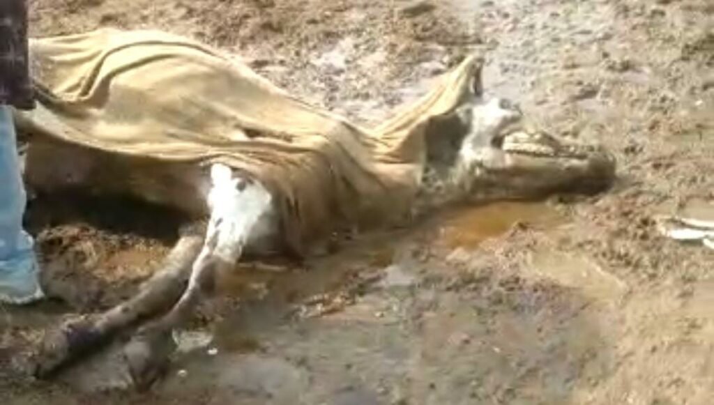 Bad condition in the gaushalas of Agra, Hindu organization's uproar on the information of cows dying every day