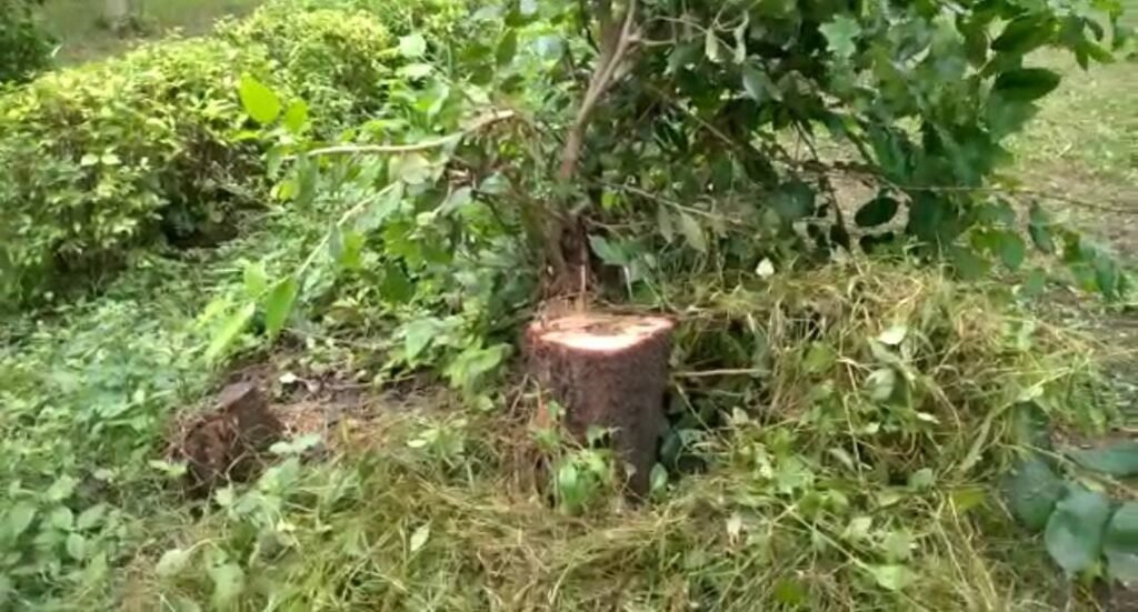 Questions arose again on the security system of the Taj Mahal, overnight thieves cut down the sandalwood tree in the garden department