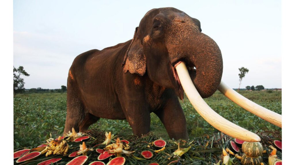 Elephants enjoy 'Jumbo Buffet' on Elephant Appreciation Day, see interesting pictures