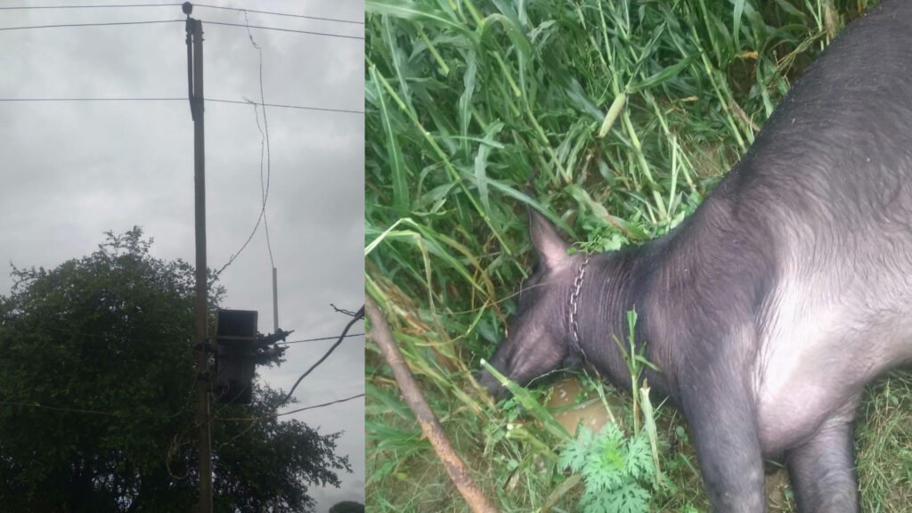 Farmer's milch animal died due to electric current, there was a stir among the people around