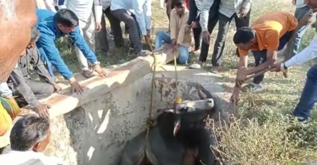 Cow fell in a closed well, police rescued it with the help of villagers