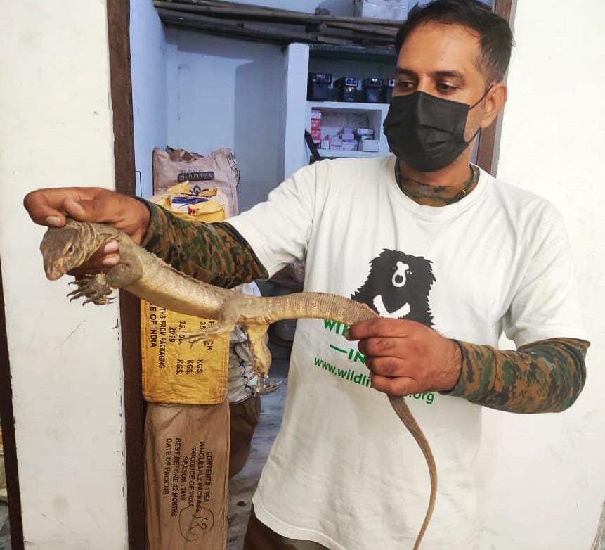 The python was saved from the deadly razor wire in the boundary wall of Agra Air Force Station.