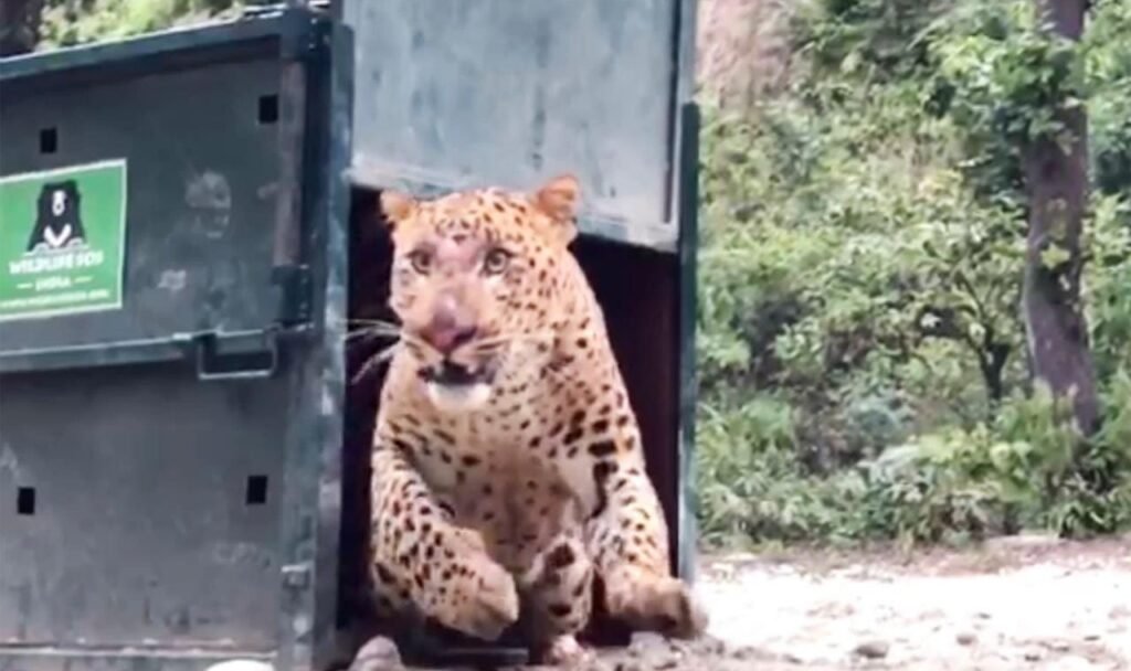 The leopard that entered the school attacked the students, the Wildlife SOS team did the rescue