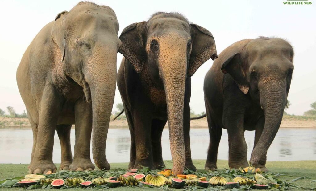 Elephant 'Phoolkali' enjoys 'Jumbo Feast' on the banks of river, celebrates 10th anniversary of independence
